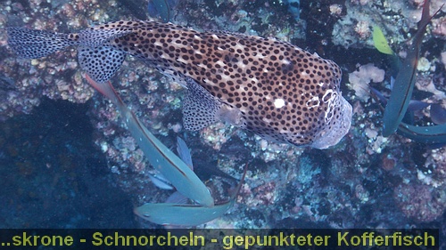 DSCN0431