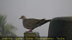 IMG_0470