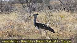 IMG-2092