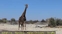 IMG-2117
