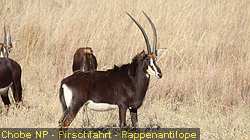 IMG-2747