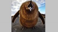 01_pinguin