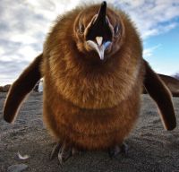 01_pinguin_orig