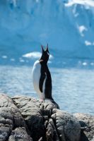 Pinguin