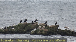 IMG_4609