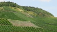 IMG_9910