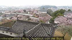 IMG_0910