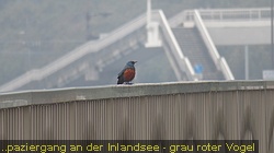 IMG_1135