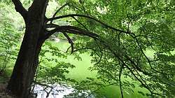 IMG_4775