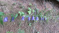 IMG_4777